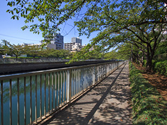 大横川沿いの散歩道