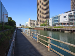 横十間川の遊歩道