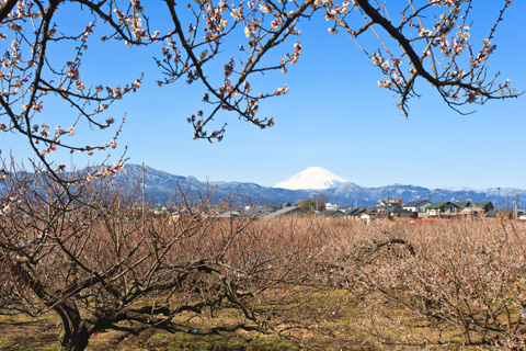 小田原 曽我梅林