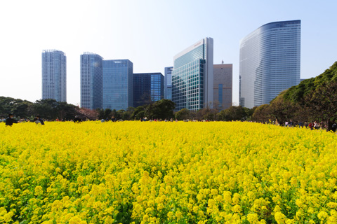 東京 浜離宮恩賜庭園