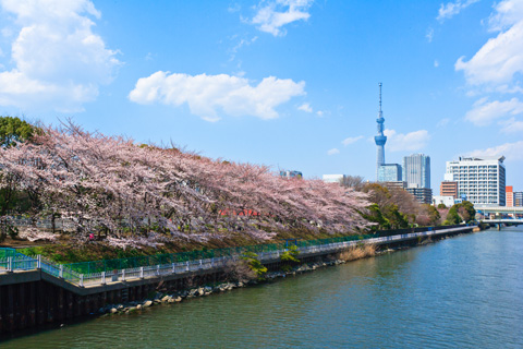 東京 スカイツリーを眺む