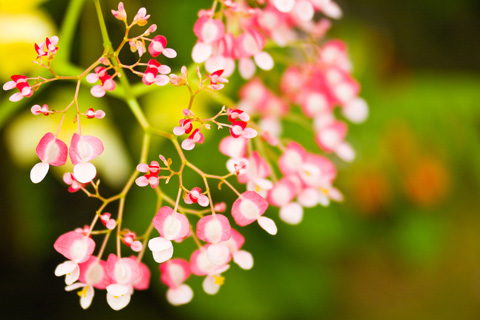 花火のように花弾く