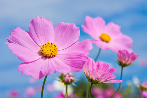 秋桜爛漫 素材 写真 彩クリweb