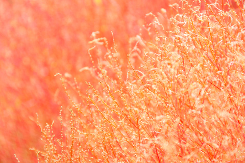 コキアの紅葉