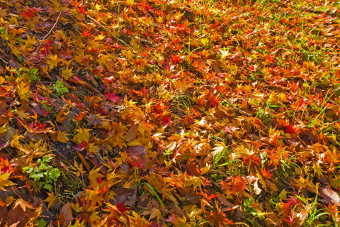 紅葉の絨毯