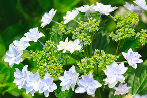 紫陽花 墨田の花火 素材 写真 彩クリweb