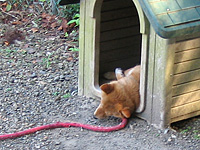 犬もくたばる暑さ。